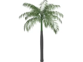 Palm Tree (Royal Palm) 3D Model