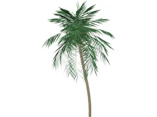 Palm Tree Tall 3D Model