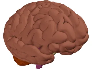 Brain 3D Model