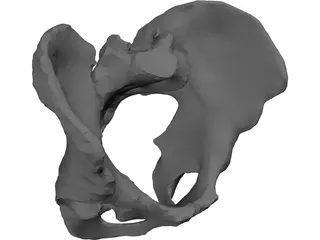 Pelvis 3D Model