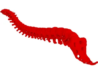 Vertebral Column 3D Model