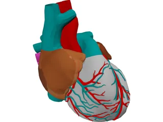Heart with Internal Parts 3D Model