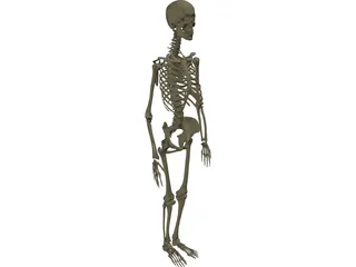 Skeleton Female 3D Model