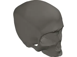 Skull Detailed 3D Model