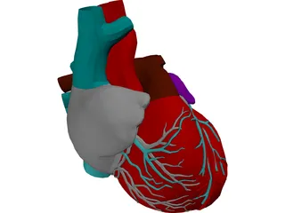 Heart 3D Model