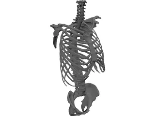 Torso 3D Model