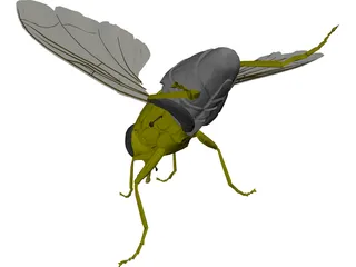 Fly 3D Model