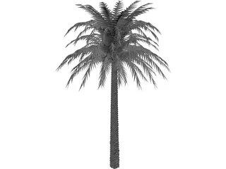 Tree Palm 3D Model