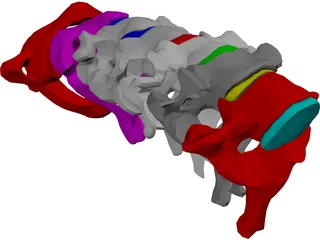 Vertebrae Cervical 3D Model