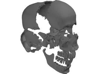 Skull Articulated 3D Model