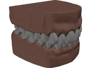 Teeth, Roots, Gums 3D Model