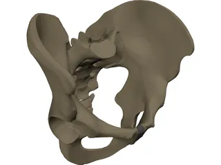 Pelvis Male 3D Model