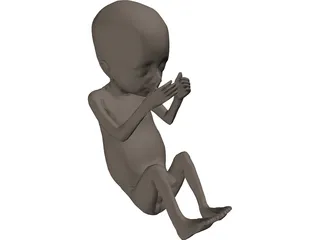 Fetus 20-Week 3D Model