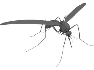 Mosquito 3D Model