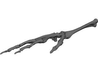 Right Ulna and Radius Bones 3D Model