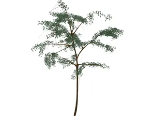 Acacia 3D Model