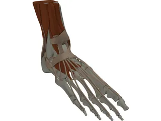 Ankle 3D Model