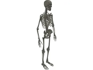 Skeleton Male 3D Model