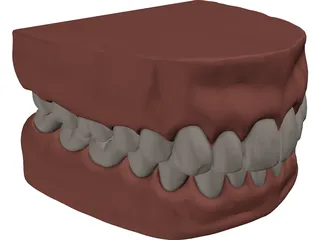 Teeth and Gums 3D Model