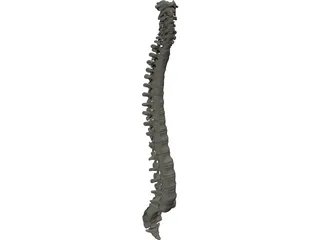 Vertebral Column 3D Model