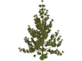 Bhutan Pine 3D Model