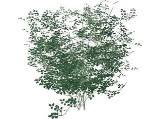 Laburnum Alpinum 3D Model