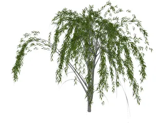 Salixa 3D Model