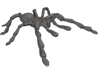 Tarantula 3D Model