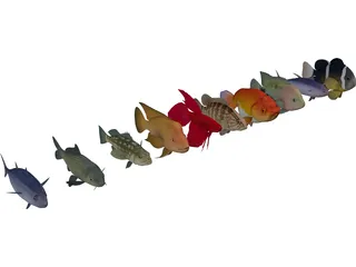 Fish Collection 3D Model