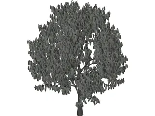 Acacia Tree 3D Model