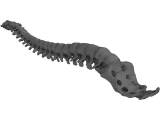 Vertebral Column and Spinal Cord 3D Model