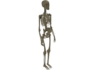 Skeleton Female 3D Model