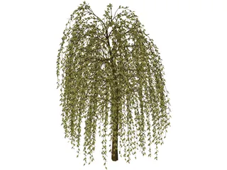 Willow Tree 3D Model