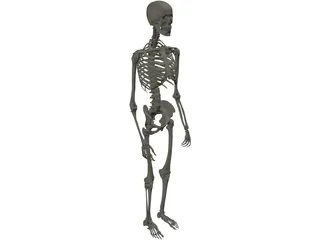 Skeleton Male 3D Model