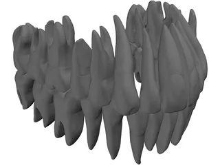 Teeth 3D Model