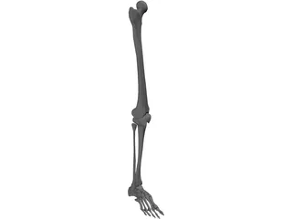 Leg Bone 3D Model