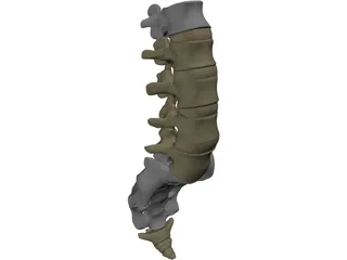 Lumbar Vertebrae Sacrum And Coccyx 3D Model