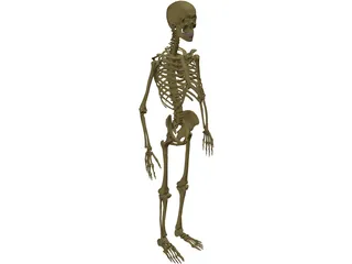 Skeleton Male 3D Model