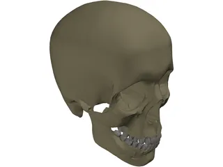 Skull Male 3D Model