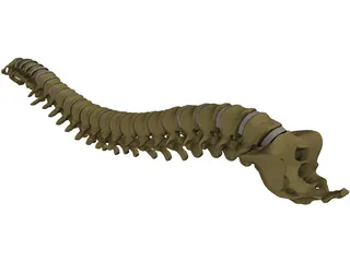 Vertebral Column 3D Model