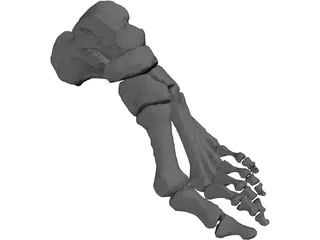 Foot Bone Left 3D Model