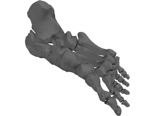 Foot Bone Right 3D Model