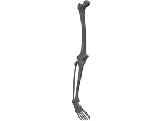 Leg Right 3D Model