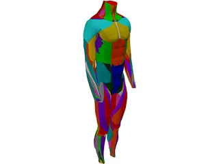 Surface Muscles Male 3D Model