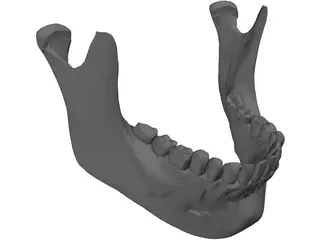 Jaw Lower 3D Model