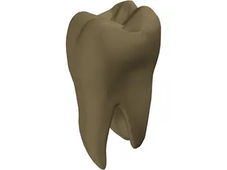 Molar 3D Model