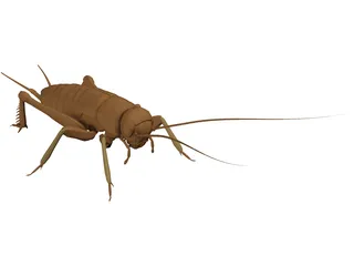 Cricket 3D Model