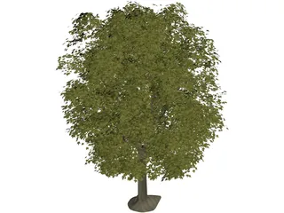 Maple Tree 3D Model