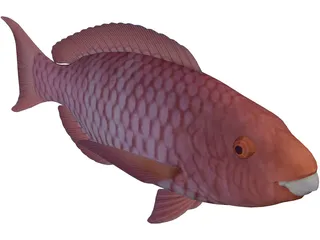 Red Parrotfish 3D Model