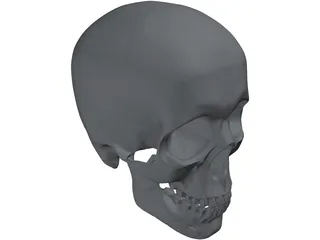 Skull 3D Model